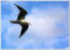 Mouette